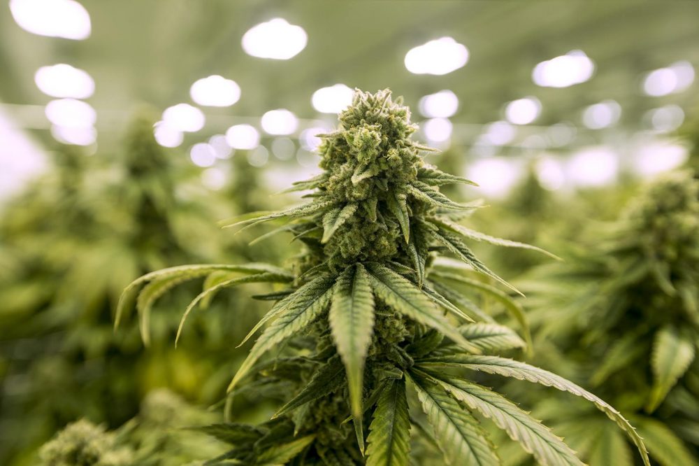 Pricing Trends and Discounts on Binoid CBD Online Products